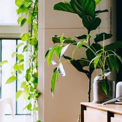Plantes artificielles