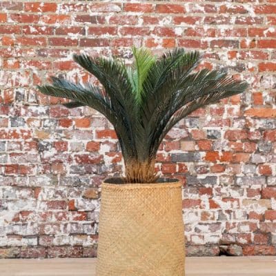 cycas artificiel